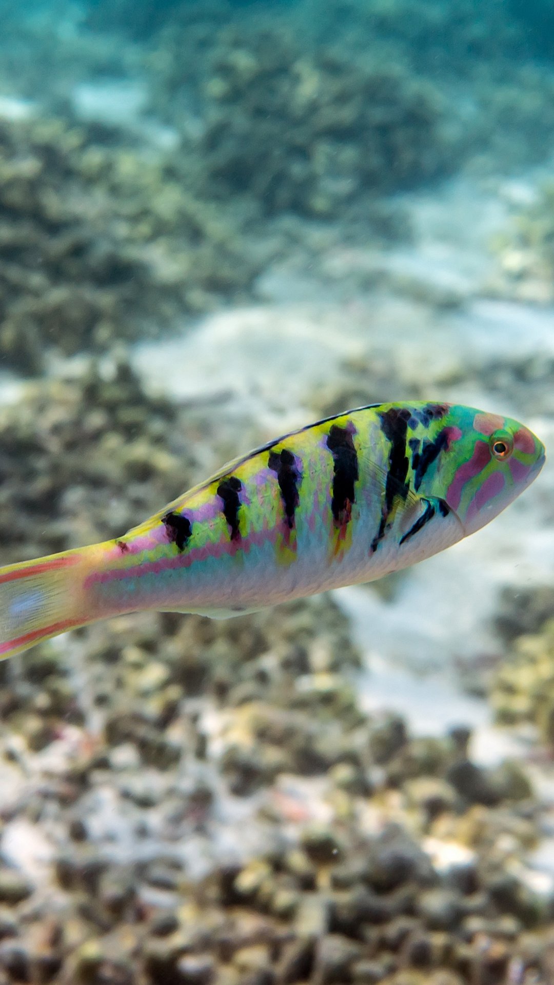 Sea Star Long - Sixbar Dream Sixbar Dream